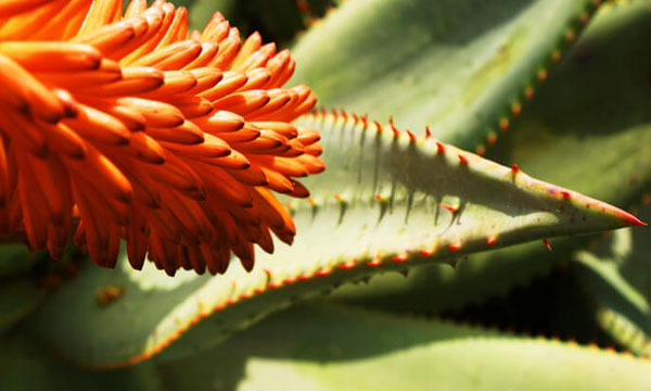 Aloe Ferox vs Aloe Vera | Aloe Ferox Skin Products